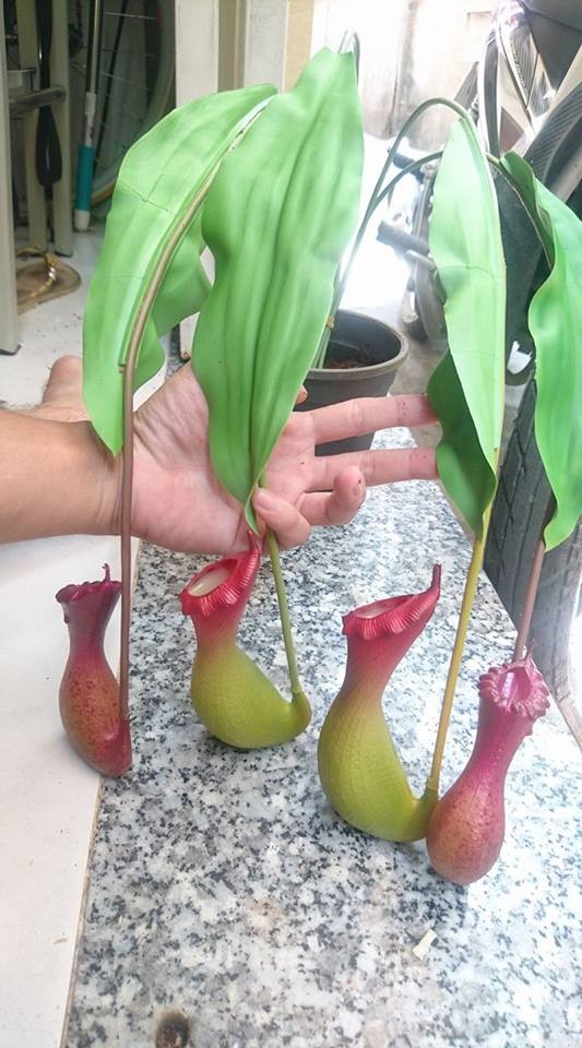 Hạt giống Cây bắt mồi nắp ấm 10 hạt/gói