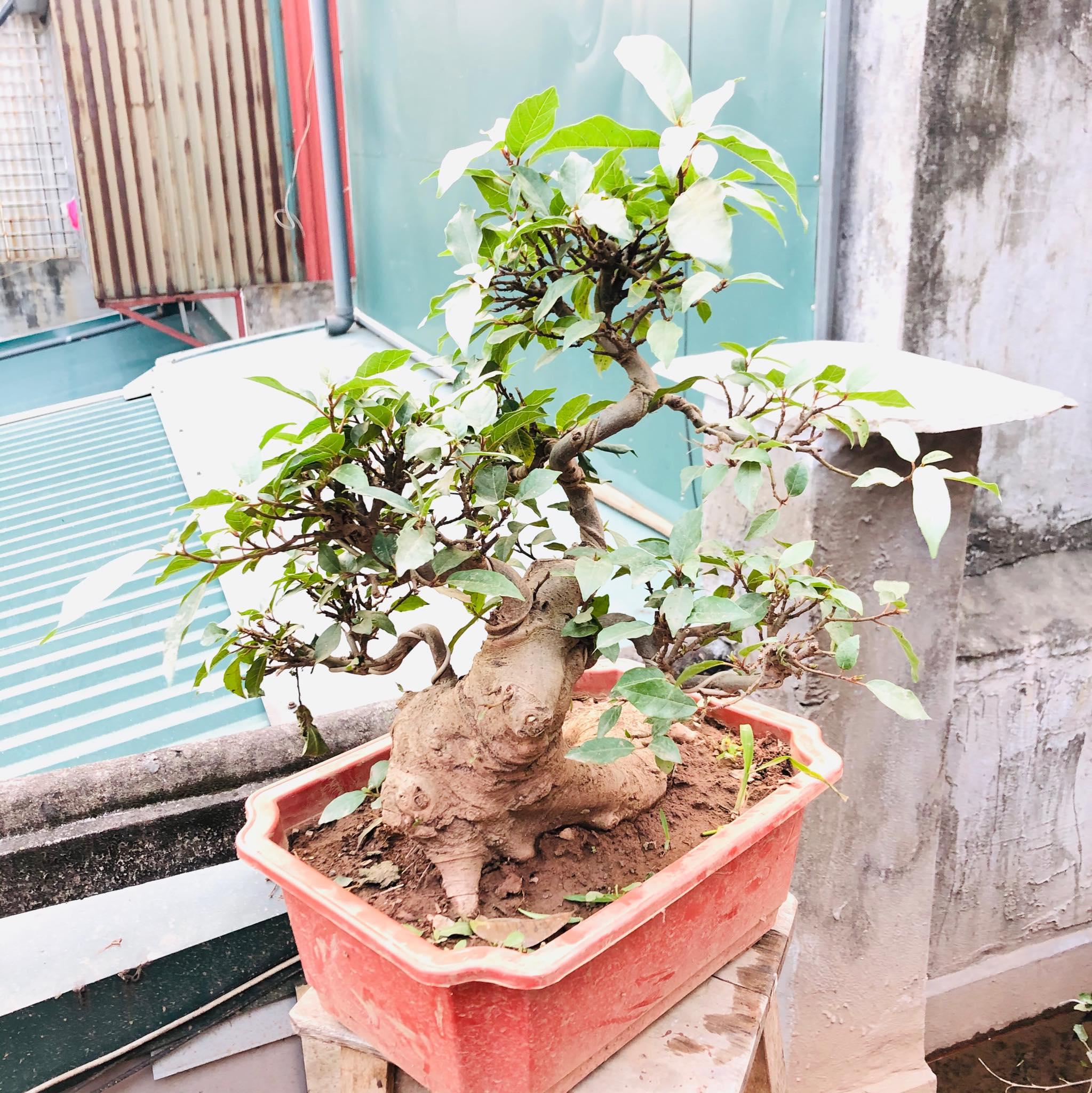 Cây sung bonsai 2