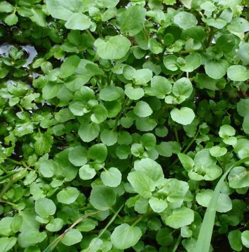 Hạt giống Rau Cải xoong