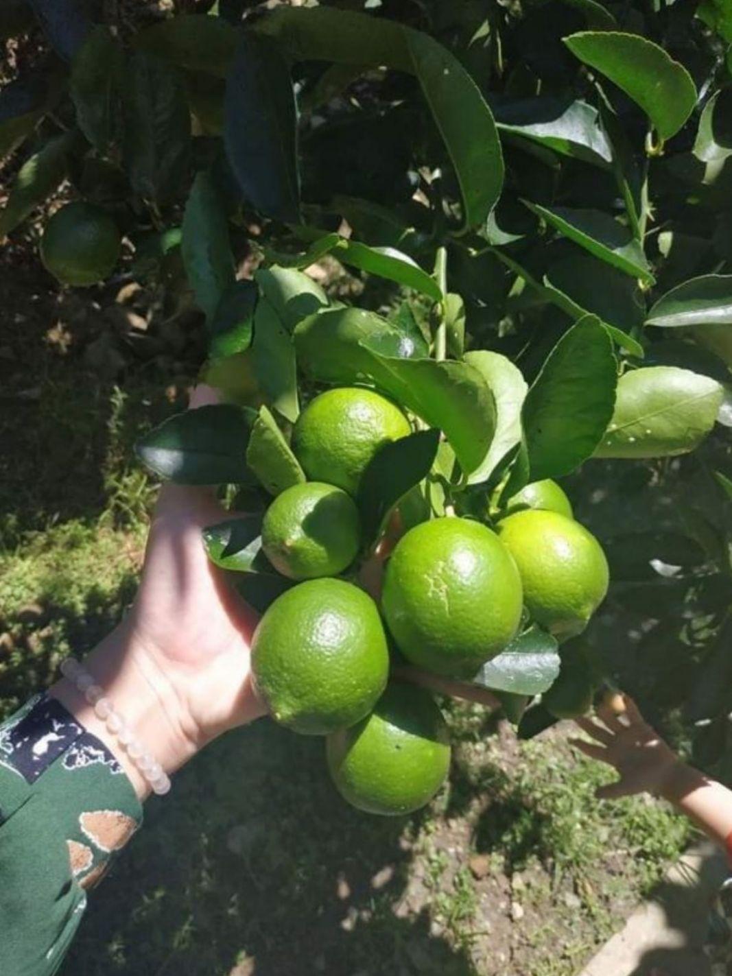 cây chanh tứ quý combo 2 cây ( đang trái)