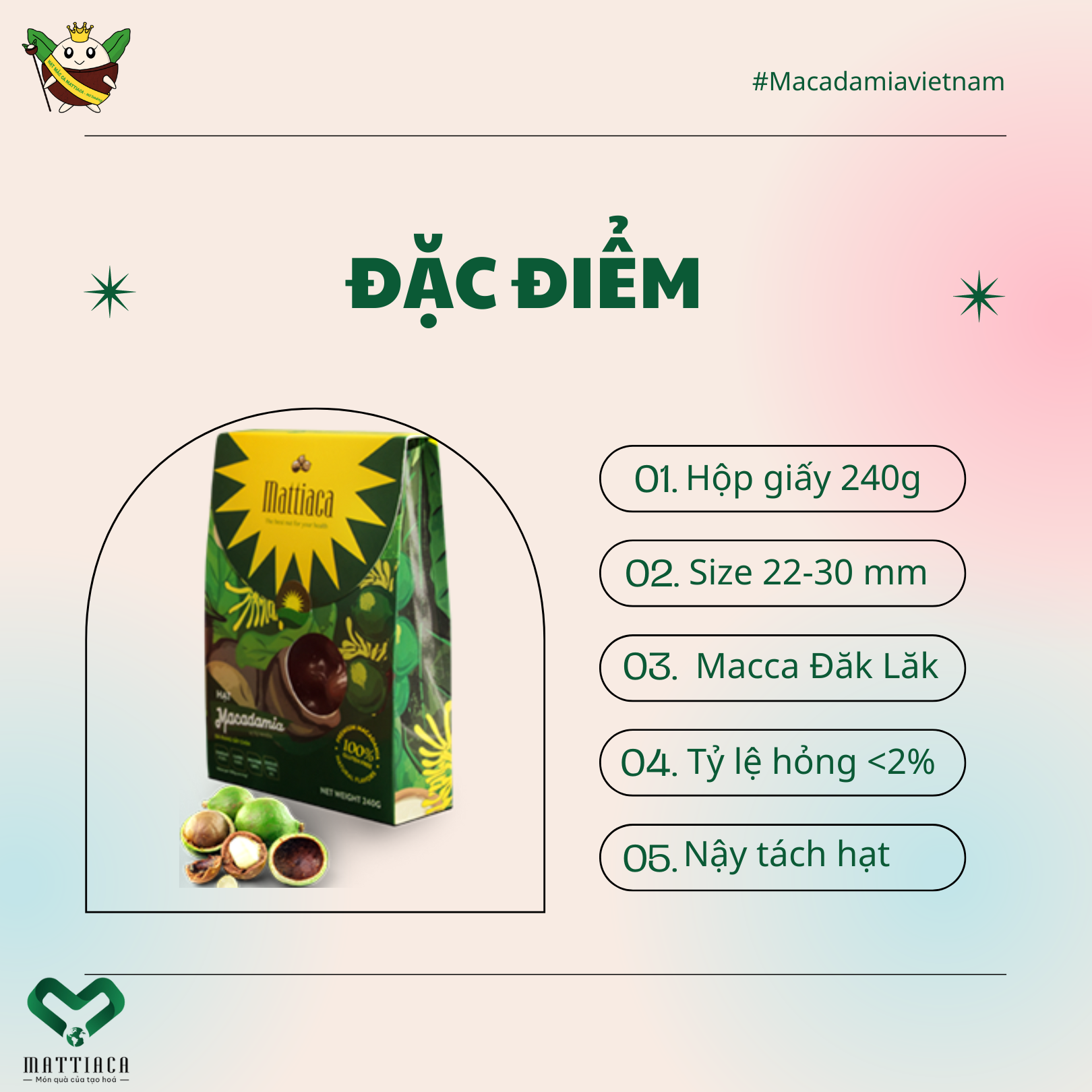 Hộp 240g hạt mắc ca Đăk Lăk - MaccaVIP (Sấy nứt tự nhiên, Size hạt 22-30mm)