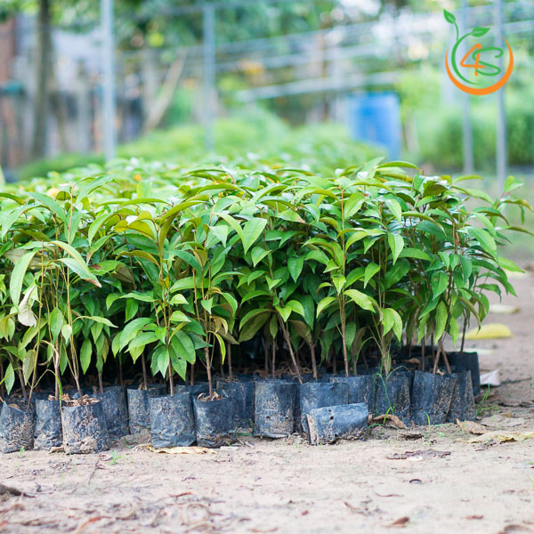 (hàng mới) Cây giống vú sữa tím thơm ngon, mỏng vỏ sai quả