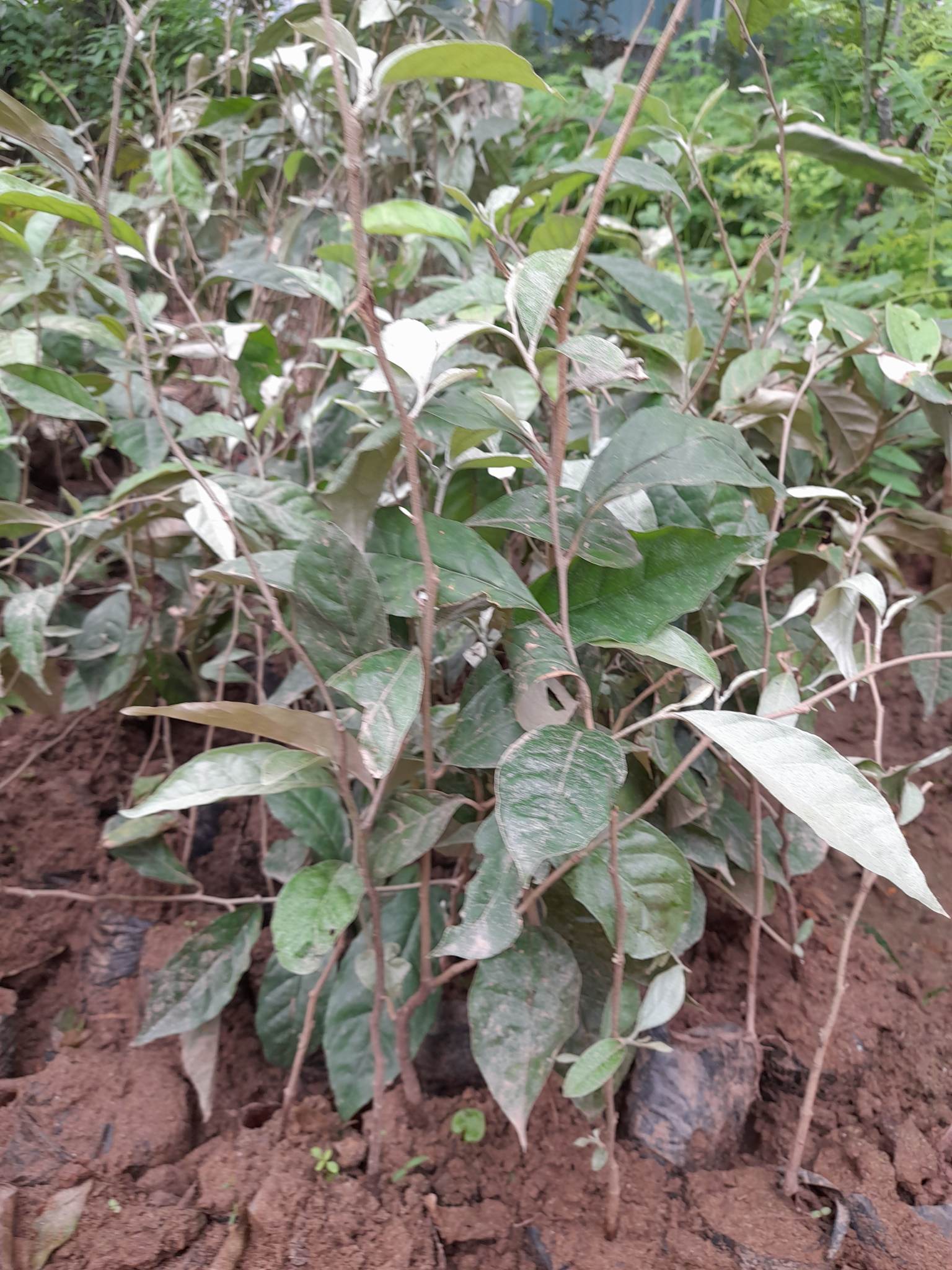Nhót Ngọt-Cây Ăn Trái+Tặng kèm phân bón