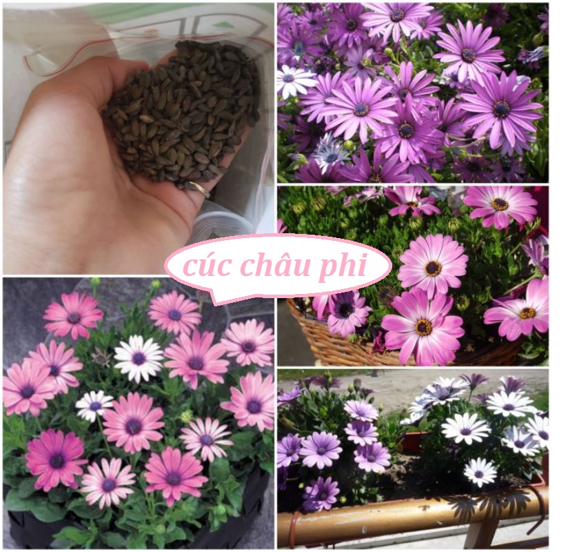 Hạt giống hoa cúc châu phi mix màu-gói 30 hạt