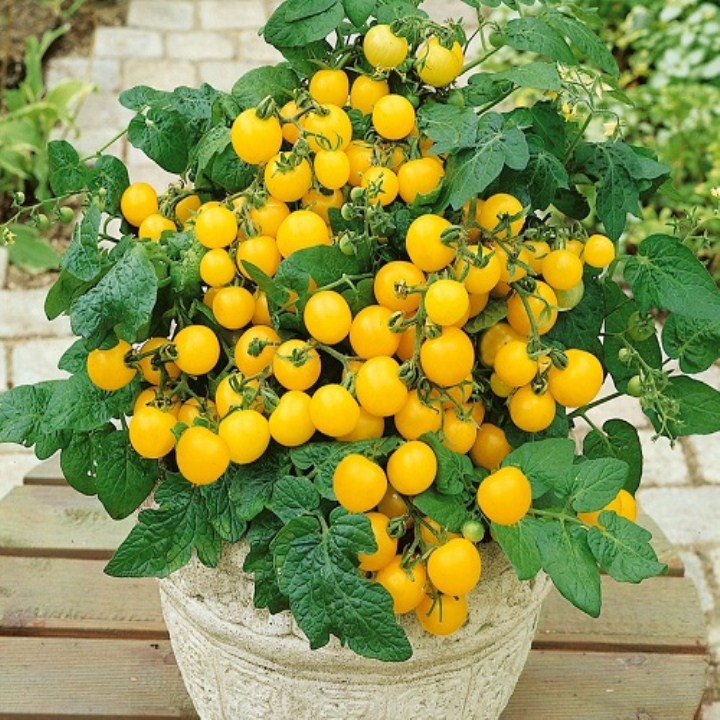 Hạt Giống Cà Chua Bi Vàng 50 Hạt