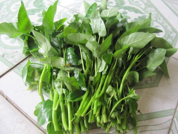 Gói 20g hạt giống rau muống Thái Lan