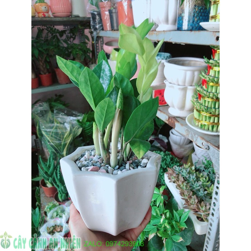 Chậu cây kim tiền thái mẫu để bàn