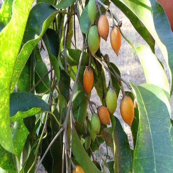 Cây giống gỗ sến - 678889