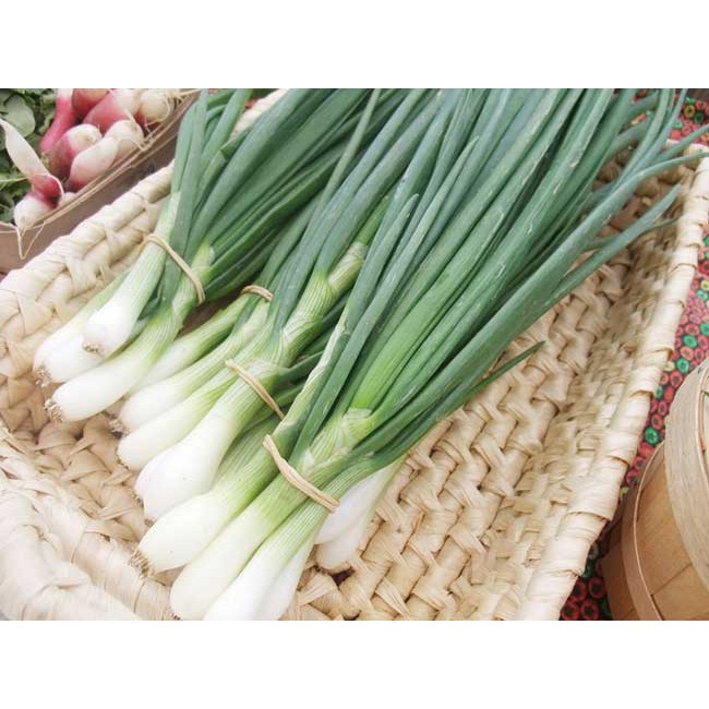Gói 5gr hạt giống hành ta ( hành hương)