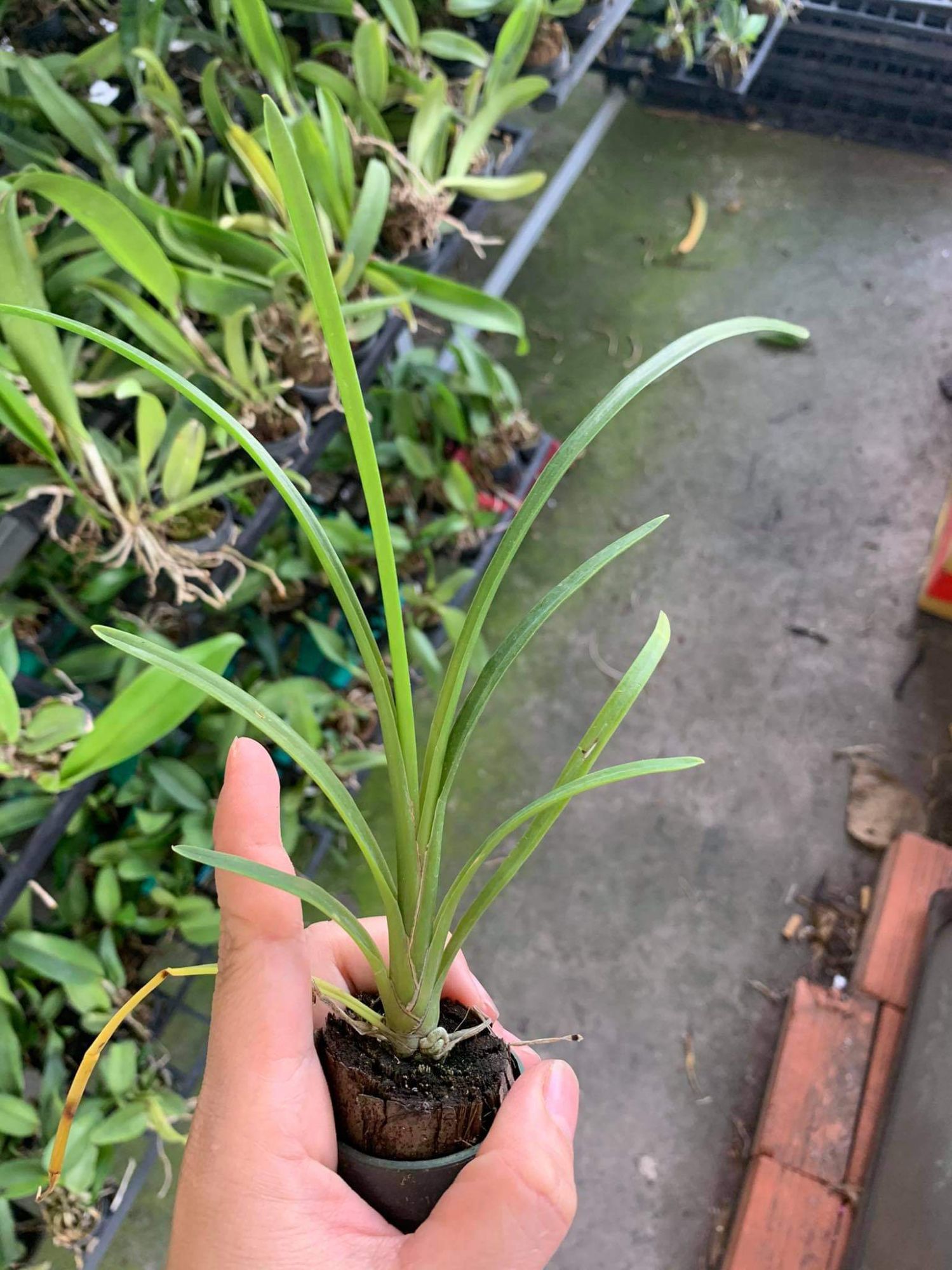 Lan kiếm Thái Lan, cây con giống gieo hạt