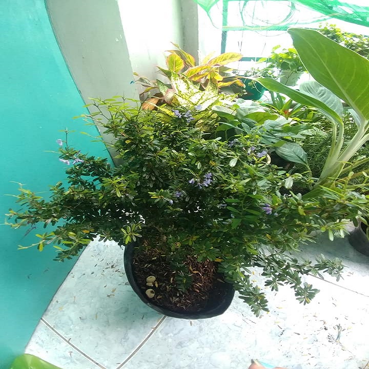 Cây Linh Sam86 BÔNG TÍM