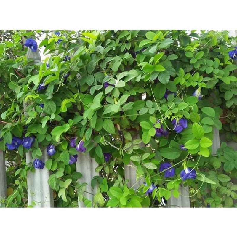Hạt giống hoa đậu biếc cánh đơn-gói 20 hạt(tặng kèm phân bón)
