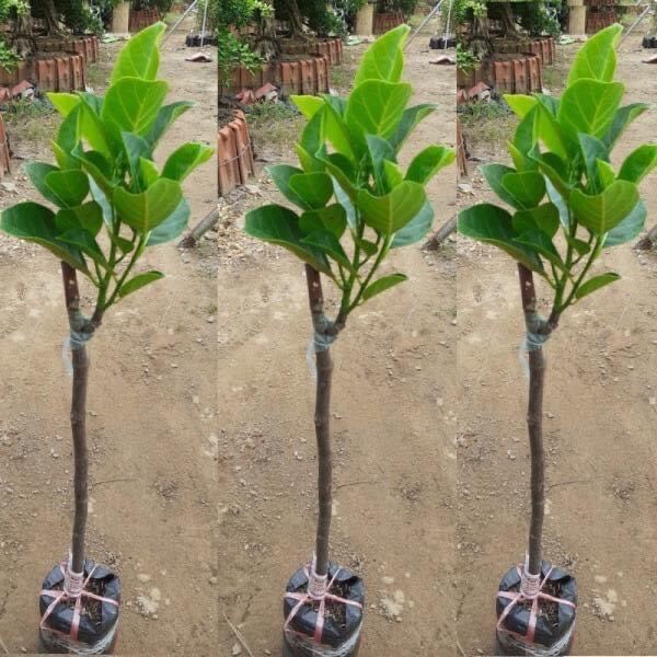 Combo 2 cây giống mít ruột đỏ mã lai mít siêu sớm
