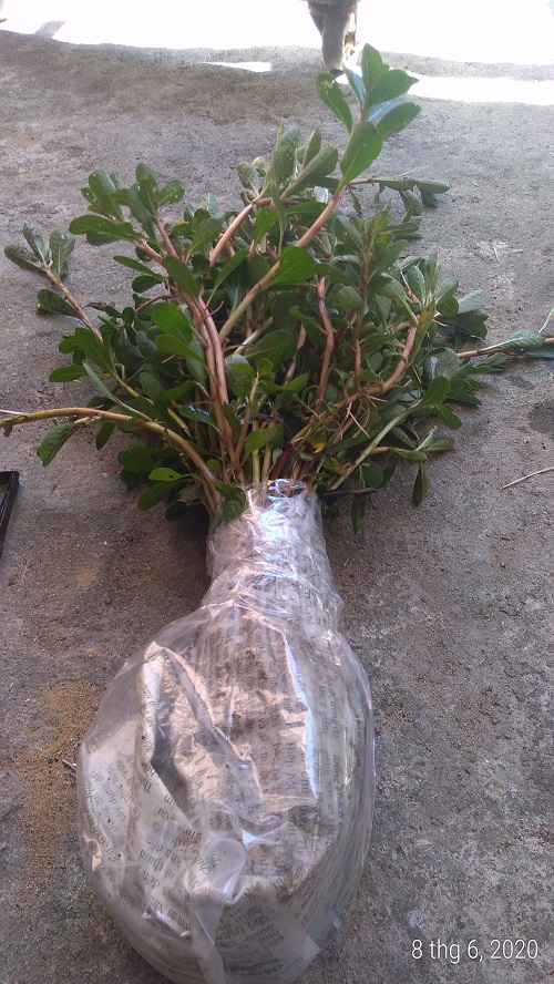 Cây rau dừa nước - Cây thủy sinh (1 bó 5 đến 10 nhánh)