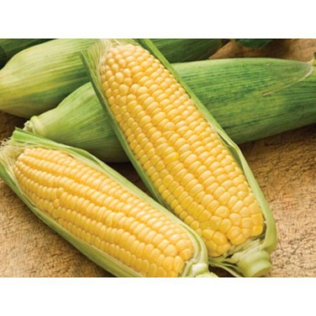 Hạt giống bắp ngọt, ngô ngọt Mỹ 10gr