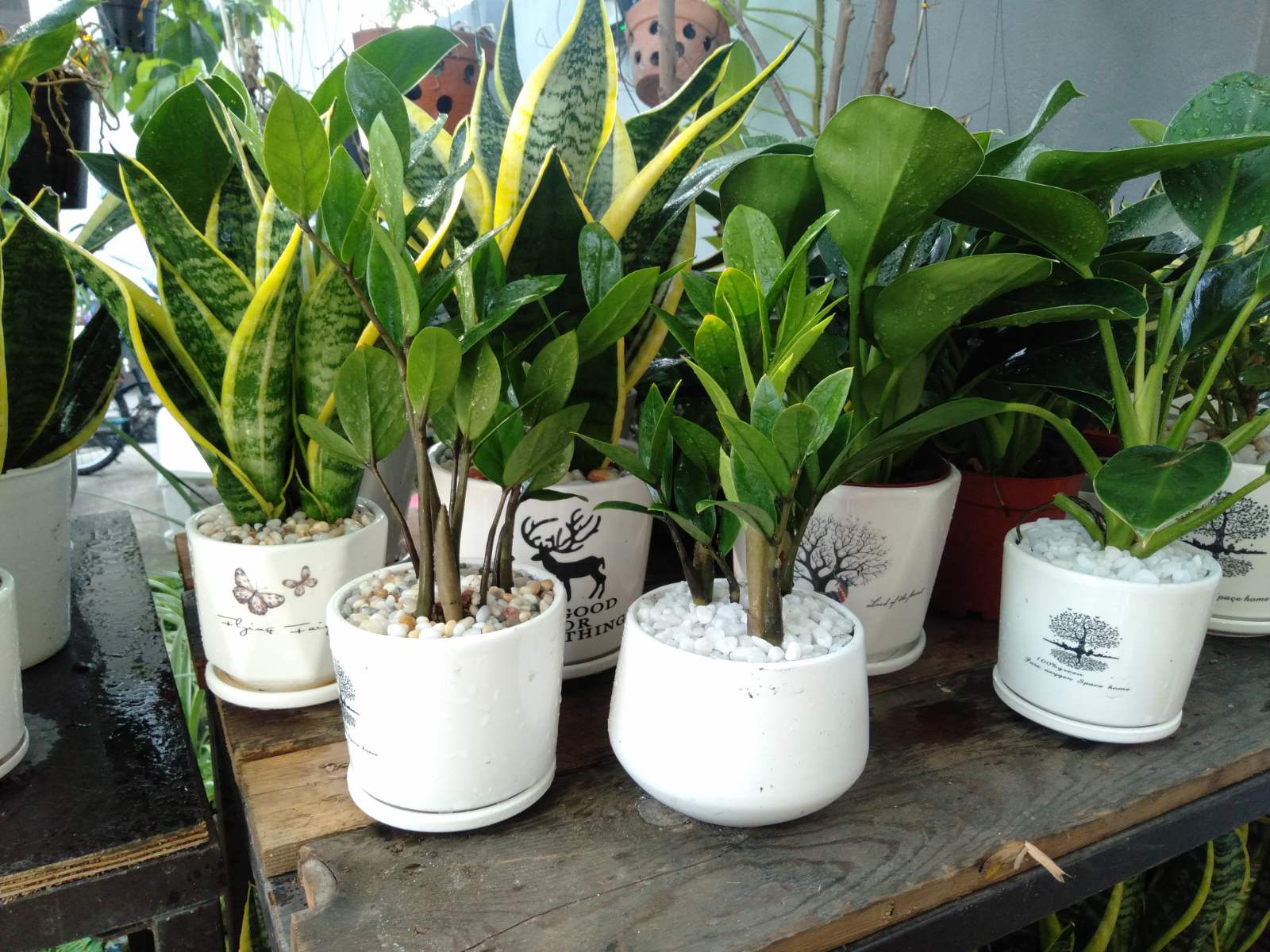 Cây kim tiền mini để bàn chậu sứ (cây kim phát tài)