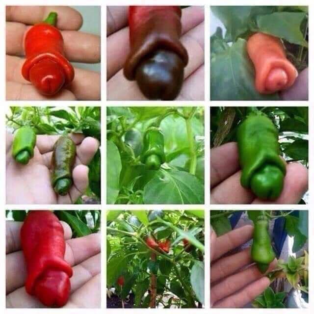 Hạt Giống Ớt Cu Tí - Ớt peter