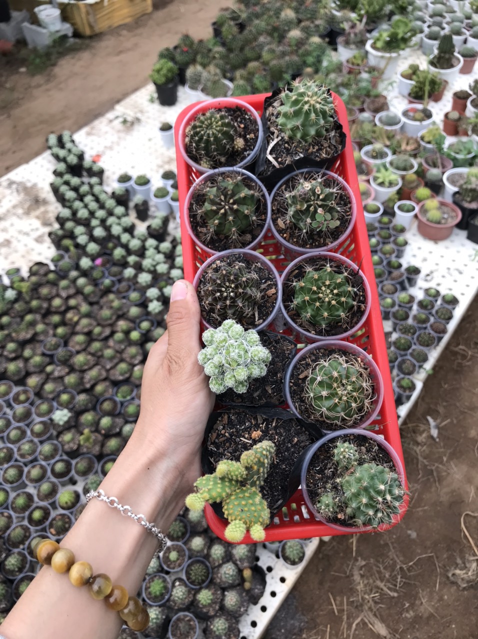 Combo 10 xương rồng đủ loại (10 loại) (size chậu 5 cm)