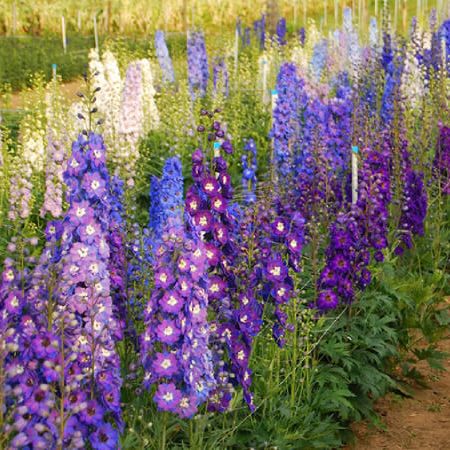 200 Hạt Giống Hoa Mõm Sói ( phi yến)
