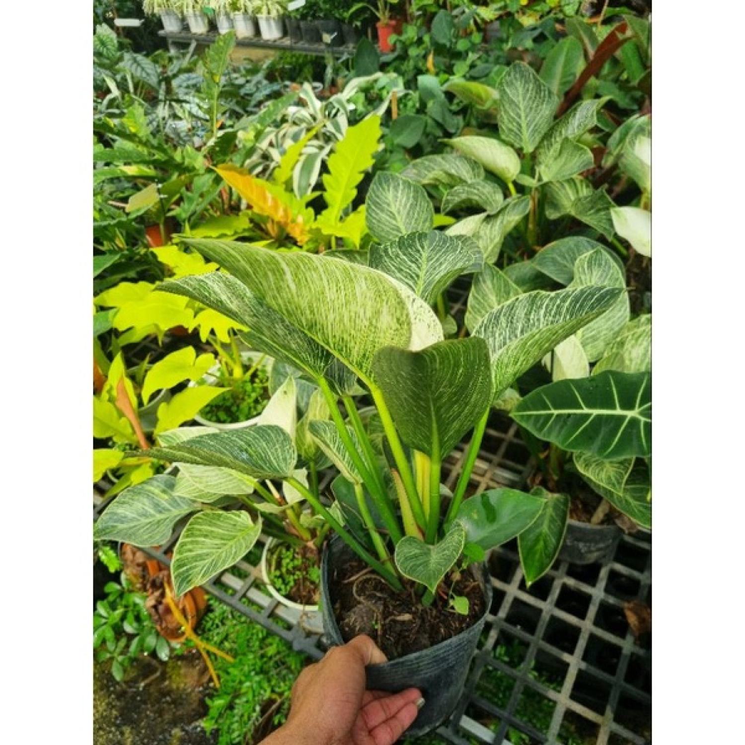 Trầu bà đế vương kim cương - Philodendron Birkin