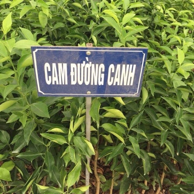 Cây giống cam đường canh