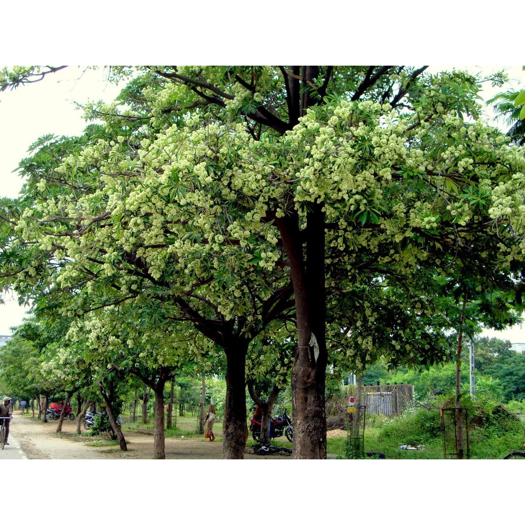 Cây hoa sữa giống