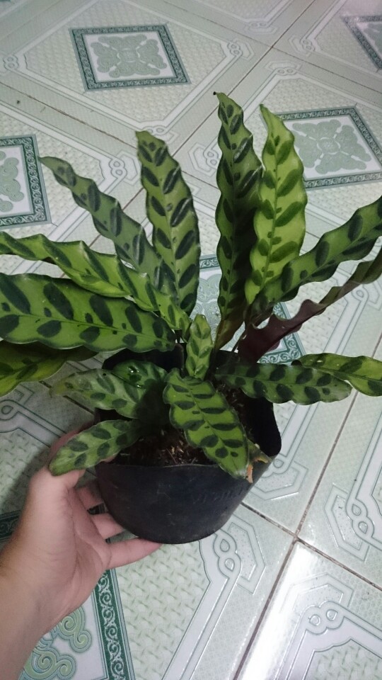 Cây cảnh mini - Cây Đuôi Phụng
