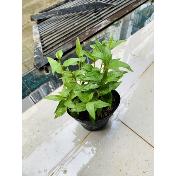 Bầu cây giống RAU RĂM