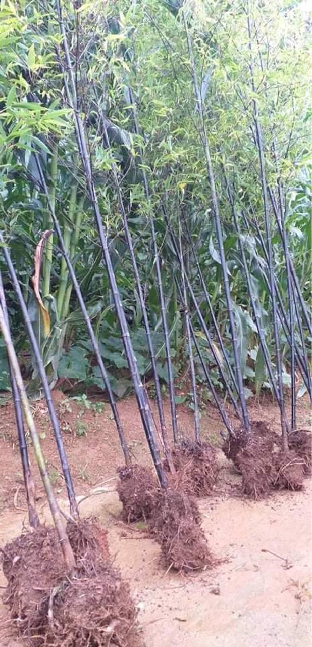 1 thân cây giống cây trúc đen (cây gốc size trung )
