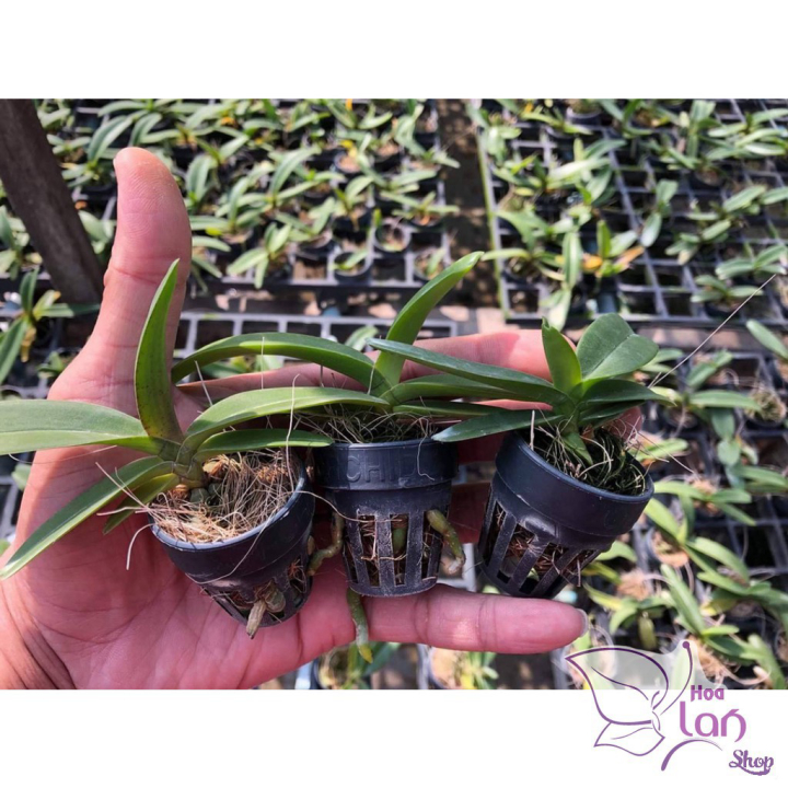 Lan Đai Châu *☘️ FREESHIP ☘️* ( Ngọc điểm ) Đủ Màu Mua 5 Tặng 1 [ Cây Giống ]