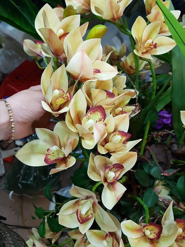 SET 5 CÀNH HOA ĐỊA LAN NHIỀU MÀU - LOẠI CAO CẤP CHẤT LIỆU CAO SU.