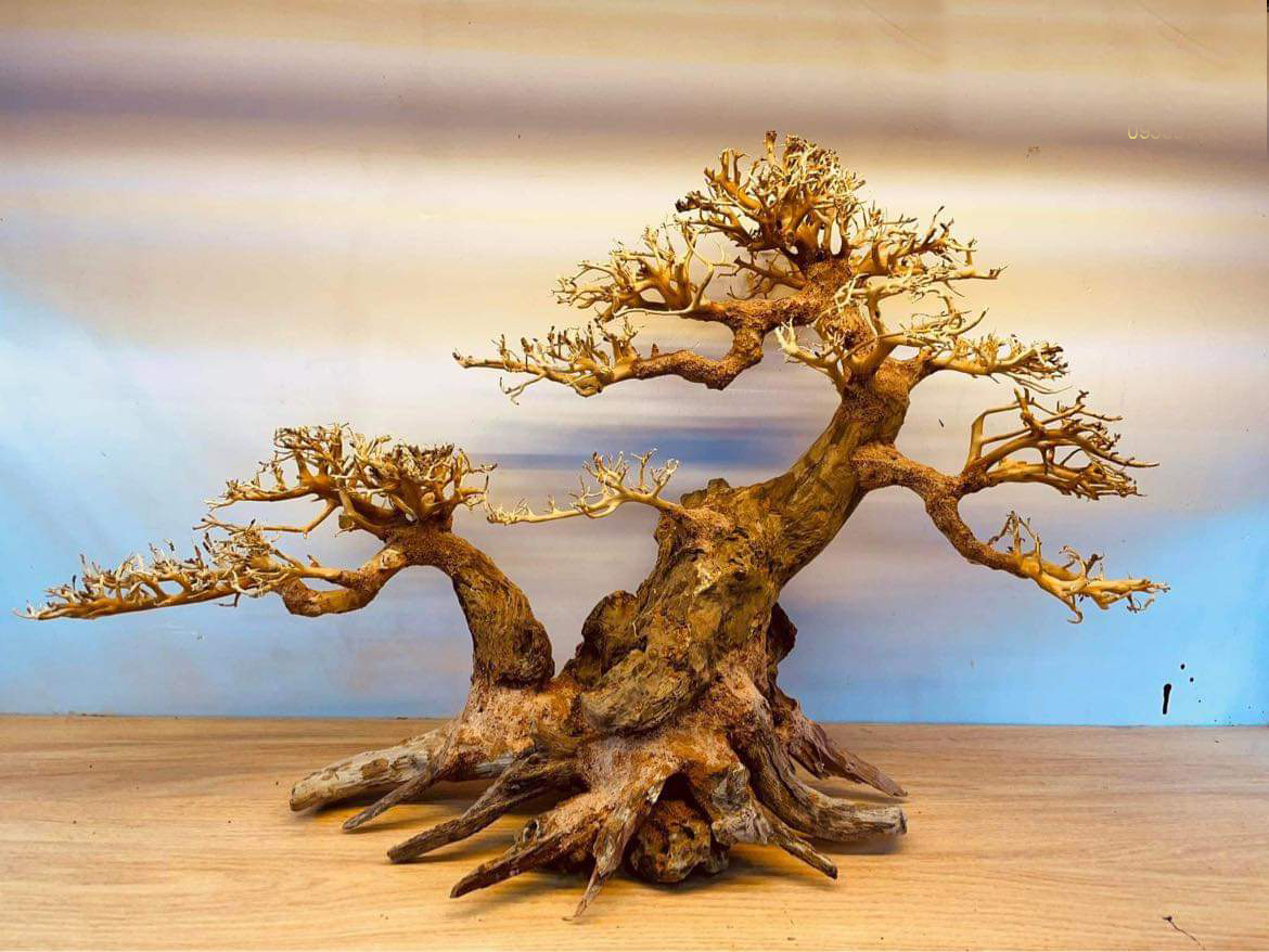 Cây gỗ lũa bonsai hai thân ( Dùng cho hồ cá cảnh, hồ thủy sinh)
