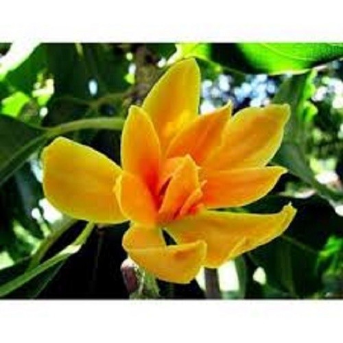 Chậu cây hoa ngọc lan hoa vàng - cây choai lớn, sắp hoa + tặng 2 cây quế giống