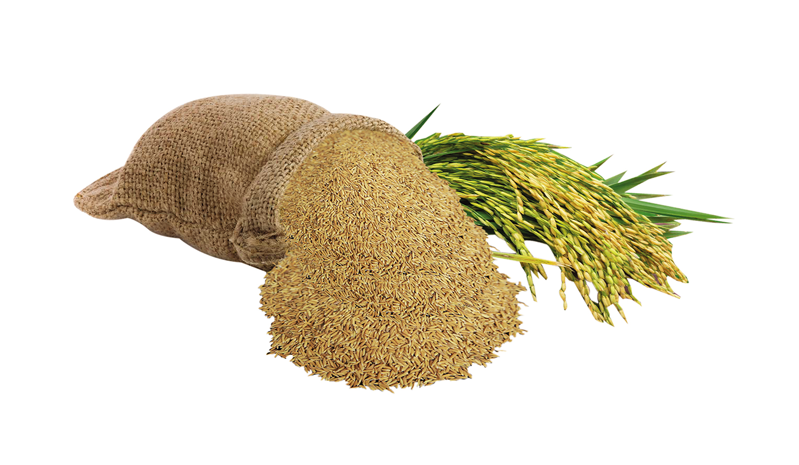 [HCM]Lúa Khô (Thóc Vàng) 4kg