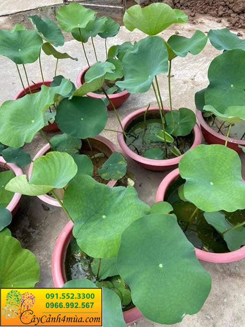 Củ sen nghìn cánh (Ảnh thật số 2)