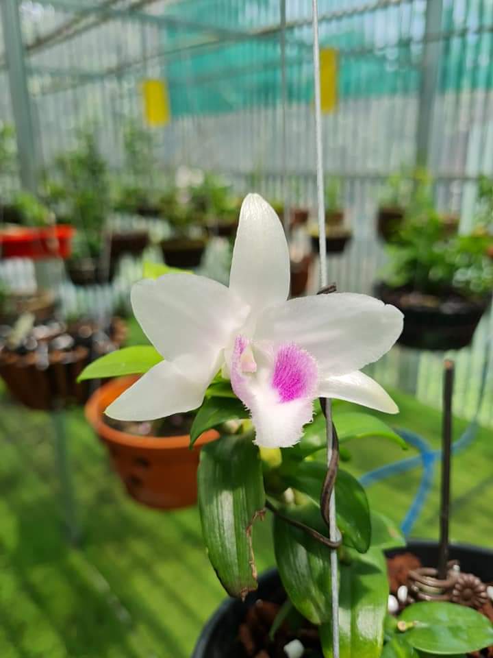 5ct ho gieo hạt 7-8 cm