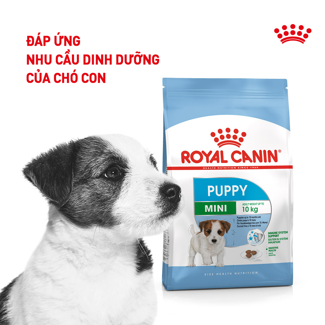 Hạt cho chó ROYAL CANIN Mini Dành cho chó cỡ Mini (tối đa 10kg)
