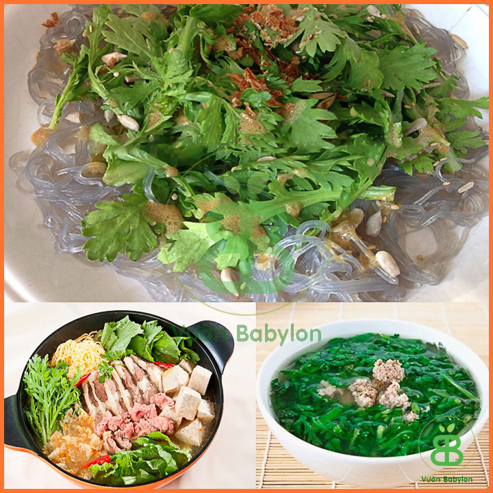 20Gr Hạt Giống Rau Tần Ô Độ Đồng Đều Cao