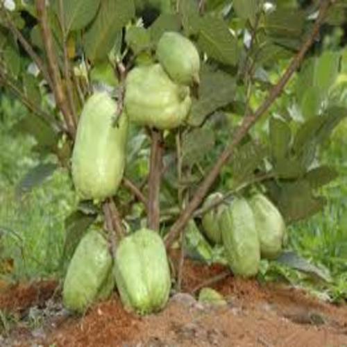 CÂY ỔI KHÔNG HẠT