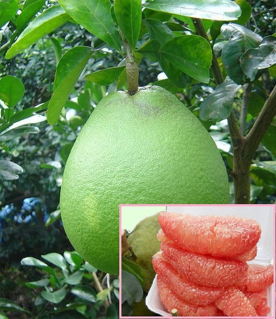 Bưởi da xanh miền nam