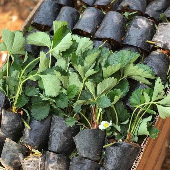 Cây giống dâu tây