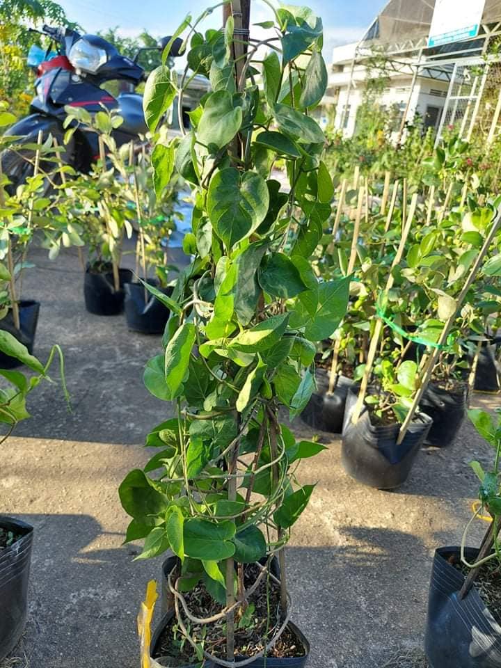 Cây Giống Hoa Thiên Lý Leo Giàn Sai Hoa