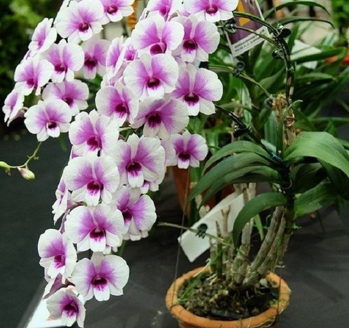 Hoa lan DENRO THAI LAN YAYA mini chậu size nhỏ hoa quanh năm, hàng nhập THÁI LAN