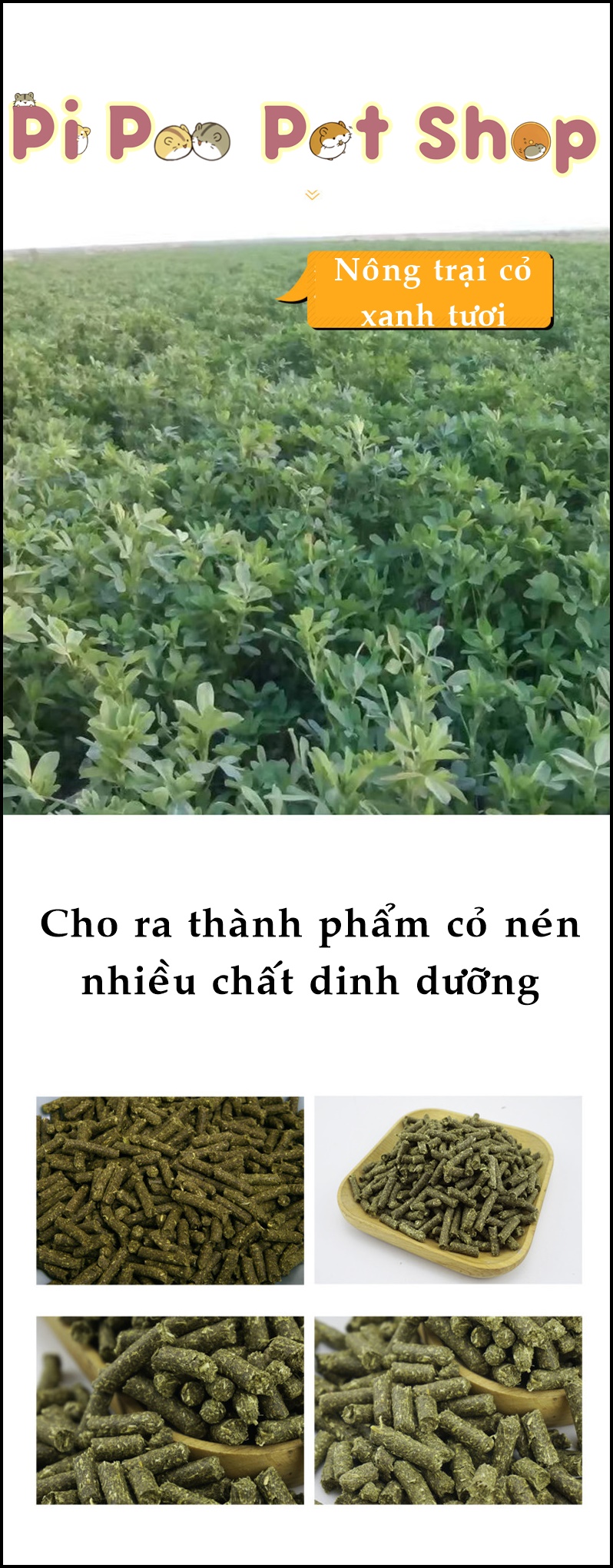 Cỏ nén Alfafa cho bọ ú