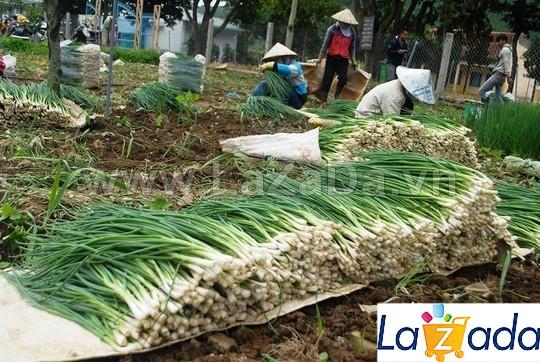 2Gr Hạt Giống Hành Hương (B3.104| W4*W21*M147)