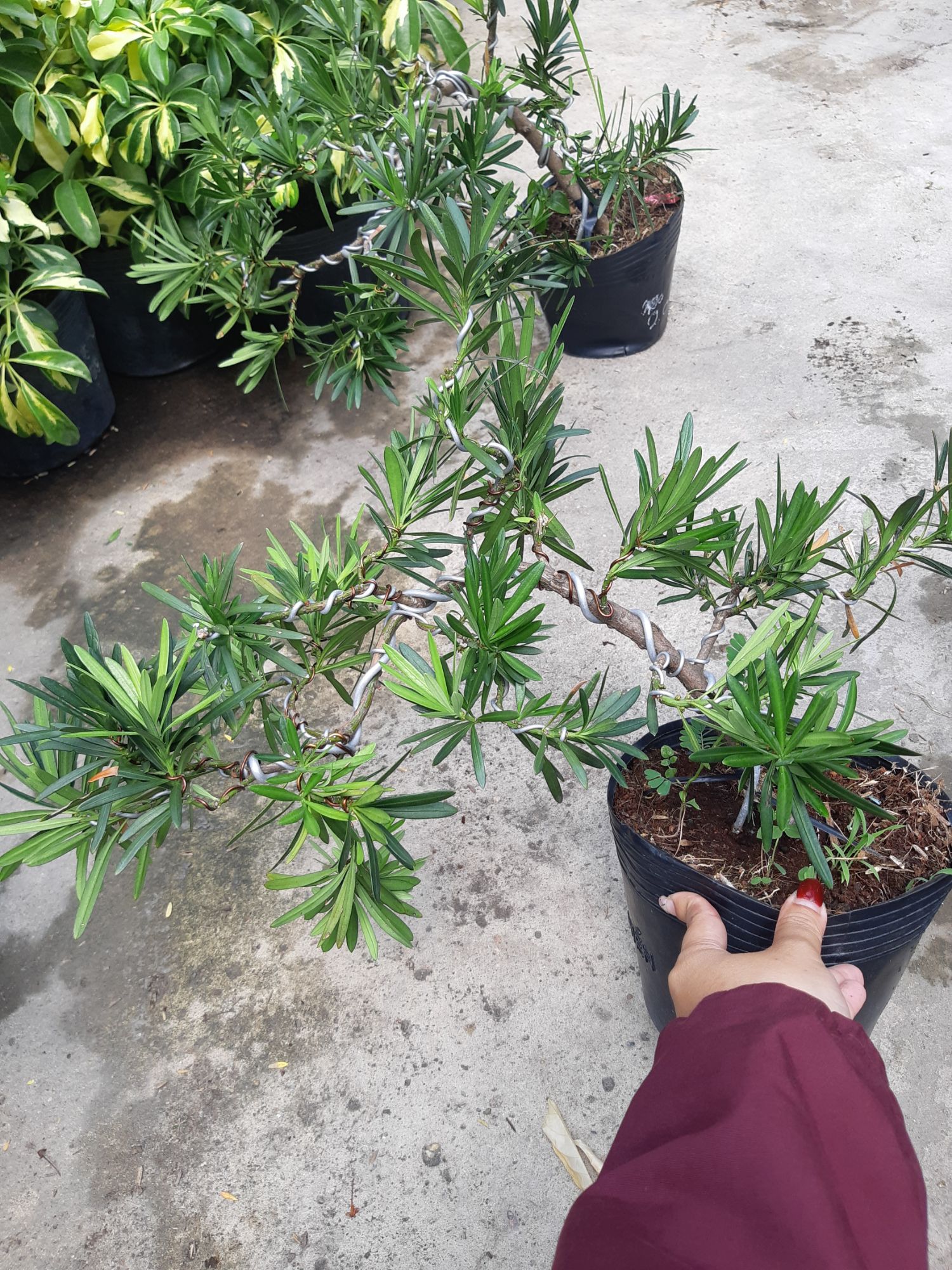 tùng lá hán bonsai cao 50 ~70cm