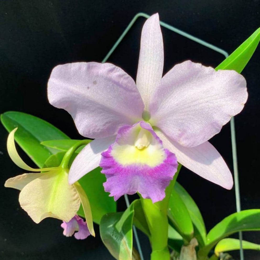 Lan Cattleya nhập Thái, chậu to sắp hoa