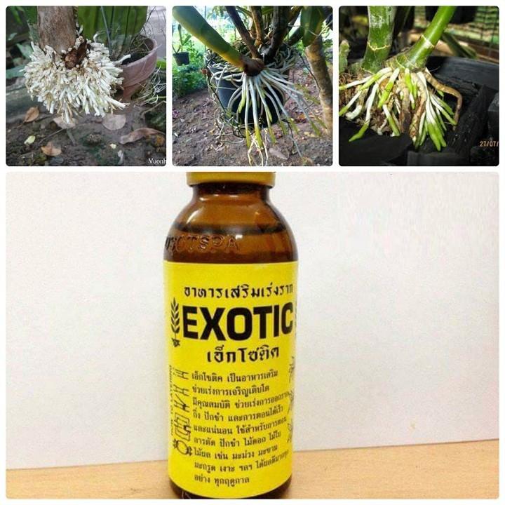 Chế phẩm Exotic 100ml Kích rễ Thái Lan siêu mạnh