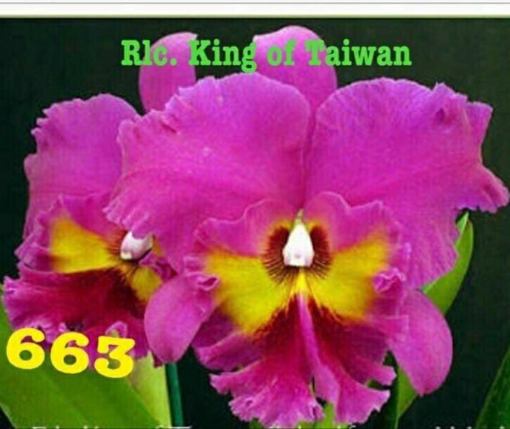 5 Cây Lan Cattleya Giống - Nhập Thái Lan