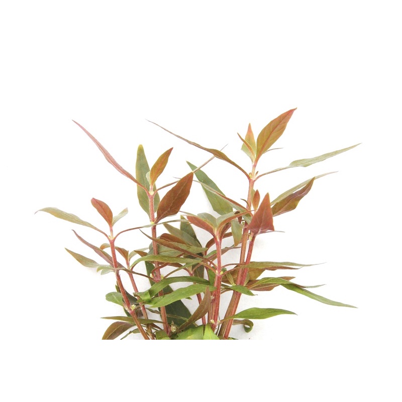 Alternanthera reineckii “Mini” - Cây Huyết Tâm Lan Mini - Cây Thuỷ Sinh Cắt Cắm